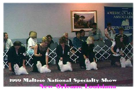 Maltese Specialty 1999