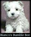 Bianco's Bumble Bee