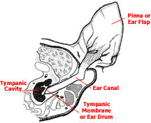 maltese inner ear