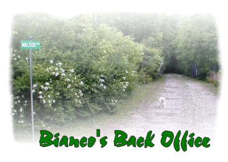 Bianco's Back Office - Maltese Lane
