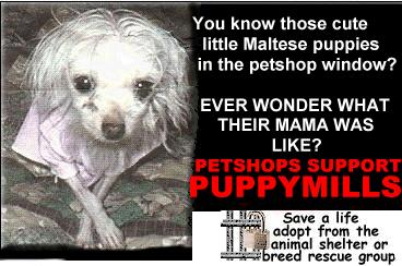 puppymill maltese