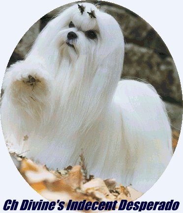 Current #1 Maltese in US - Bandit