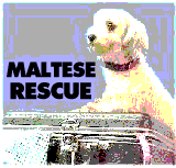 maltese rescue