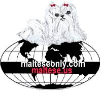 maltese dogs